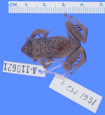Media type: image; Herpetology A-110621